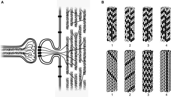 A: An axon terminal releases neurotransmitters through a synapse, which are received by microtubules in a neuron’s dendritic spine. B: Simulated microtubule tubulins switch states⁷